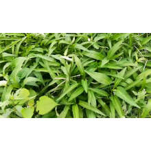 Green leaf green stem kongxin cai kangkong water spinach Chinese vegetable seeds package